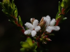 Leucopogon microphyllus