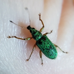 Polydrusus formosus