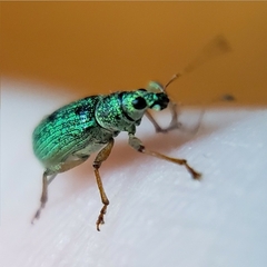 Polydrusus formosus