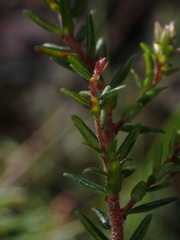 Leucopogon microphyllus
