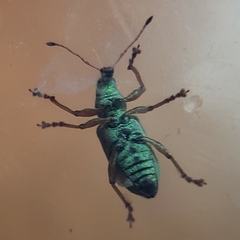 Polydrusus formosus