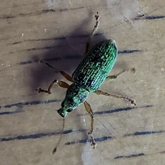 Polydrusus formosus