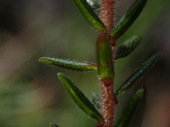 Leucopogon microphyllus
