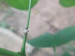 Ricania speculum