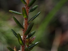 Leucopogon microphyllus