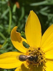 Halictus