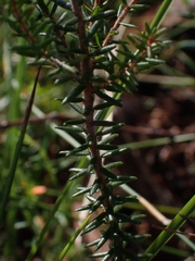 Leucopogon microphyllus