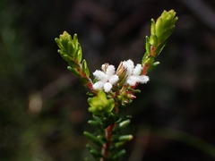Leucopogon microphyllus