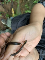 Uropeltidae