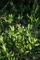 Carpobrotus dimidiatus