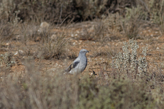 Coracina maxima