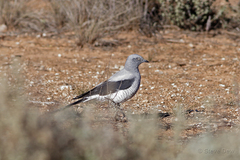Coracina maxima