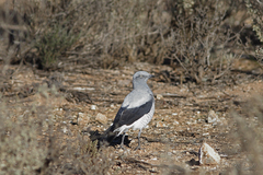 Coracina maxima