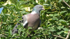 Columba palumbus