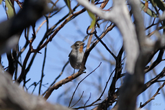 Pyrrholaemus brunneus