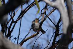 Pyrrholaemus brunneus