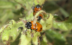 Tituboea sexmaculata