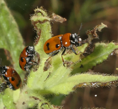 Tituboea sexmaculata