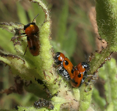 Tituboea sexmaculata