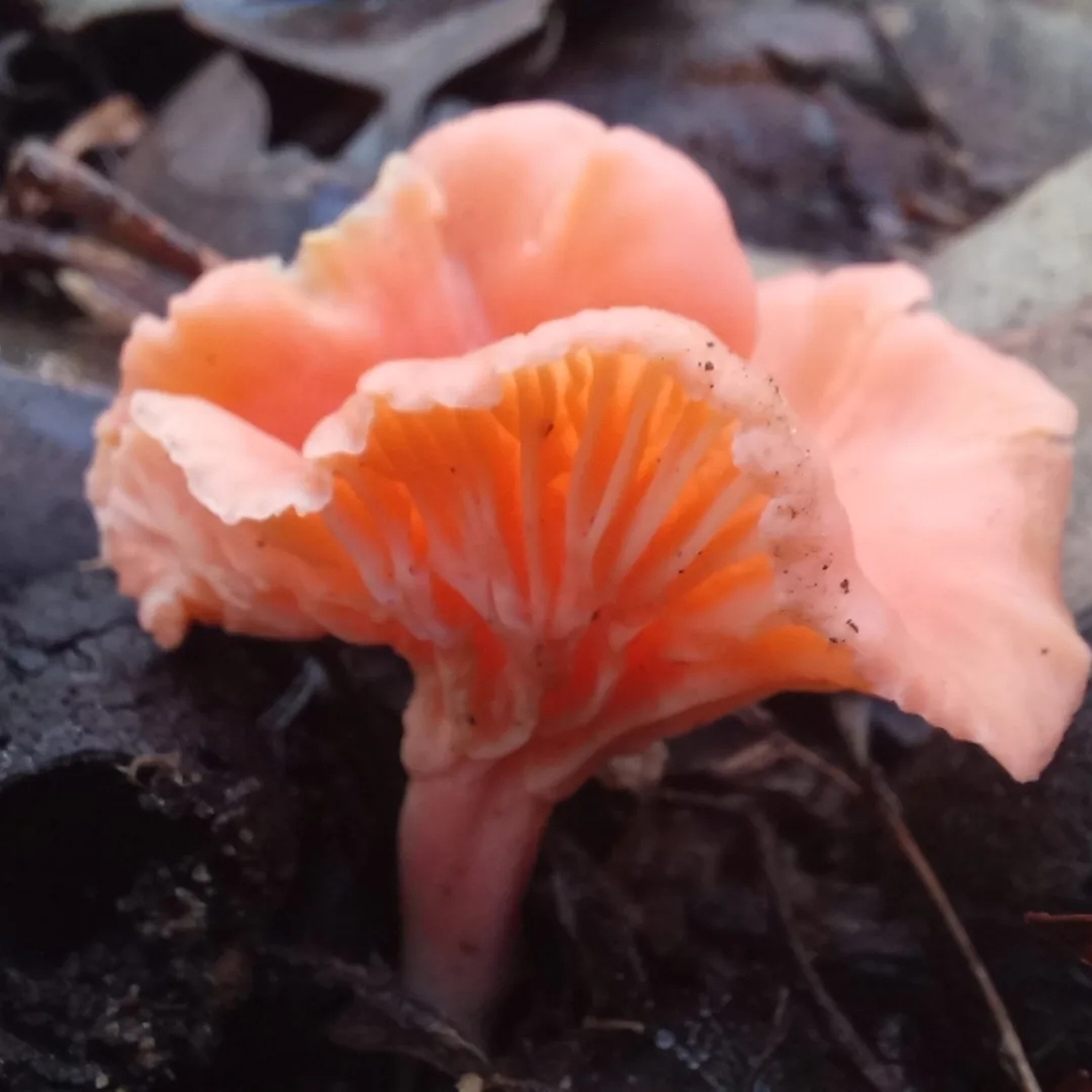 Australian chanterelle from Bramley WA 6285, Australia on June 26, 2022