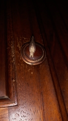 Nystalea superciliosa