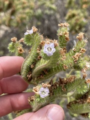 Phacelia ramosissima austrolitoralis