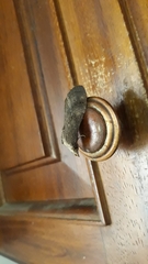 Nystalea superciliosa