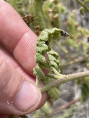 Phacelia ramosissima austrolitoralis