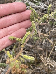 Phacelia ramosissima austrolitoralis