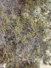 Phacelia ramosissima austrolitoralis