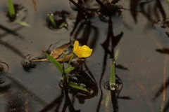 Utricularia reflexa