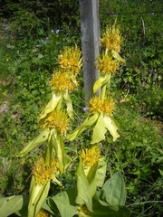 Gentiana lutea vardjanii