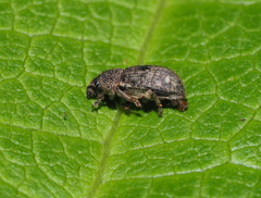 Mesagroicus piliferus