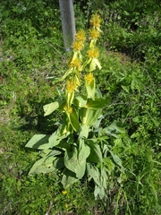 Gentiana lutea vardjanii