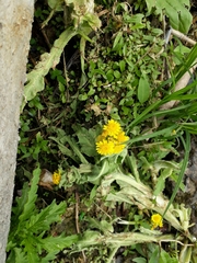 Tephroseris palustris