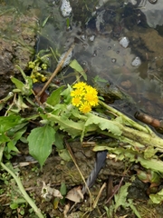 Tephroseris palustris