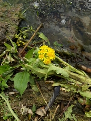 Tephroseris palustris