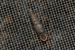 Macrogastra ventricosa