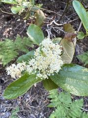 Ceanothus velutinus
