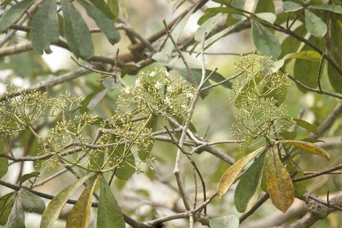 Alstonia (Alstonia congensis)