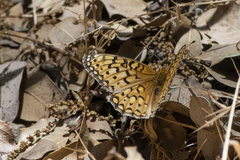 Speyeria callippe macaria