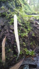Clavaria acuta