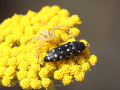 Acmaeodera octodecimguttata