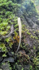 Clavaria acuta