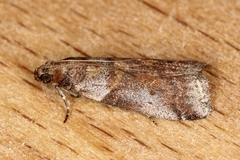 Acrobasis glaucella