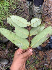 Duabanga grandiflora