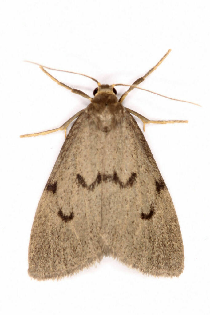 Apaidia mesogona