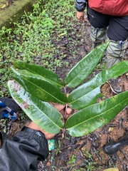 Duabanga grandiflora