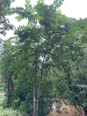 Duabanga grandiflora