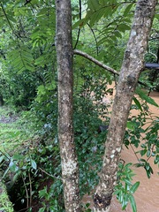 Duabanga grandiflora
